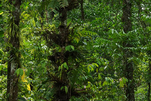 Medinilla cf. tulagiensis, a common epiphyte between 3 and 8 m in freshwater swamp forest, New Georgia, Solomon Island