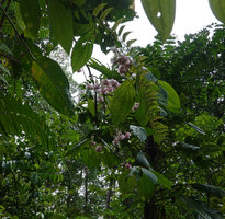 Medinilla cf. tulagiensis, plagiotropic anisophyllous branches with hanging inflorescences, Noro, New Georgia, Solomon Islands