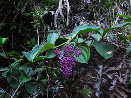 Medinilla speciosa, individual with hanging mature infructescence on forest earth bank, Fraser&#039;s Hill, Malaysia