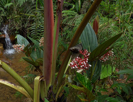 Medinilla plumosa, flowering individual, Rondon Ridge, 2000 m asl, Mount Hagen, Papua New Guinea