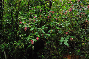 Medinilla stephanostegia flowering in forest understory, Mesilau, Kinabalu NP, Sabah