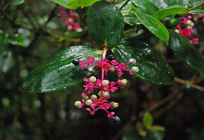 Medinilla stephanostegia, hanging inflorescence with pink bracts, around Poring, Kinabalu NP, Sabah, Borneo