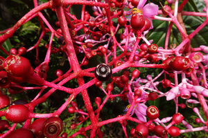 Medinilla teysmannii, berry fruits maturing from red to black and inflorescence axes turning from pink to bright red, Apolog, Negros, Philippines