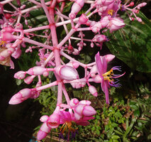 Medinilla teysmannii, flower buds and one flower at anthesis, Apolog, Negros, Philippines