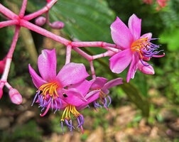 Medinilla teysmannii, flowers at anthesis, Apolog, Negros, Philippines