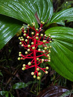 Medinilla cf. ceramensis, Manusela NP, Seram Moluccas