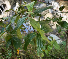 Medinilla venosa, Imugan Falls, Santa Fe, Luzon, Philippines