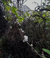 Medinilla venusta, a cauliflorous stem, Cameron Highlands, Malaysia