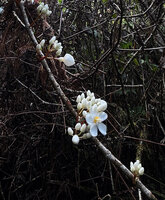 Medinilla venusta, cauliflory, Cameron Highlands, Malaysia