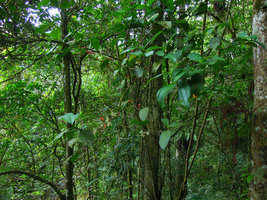 Medinilla venusta, epiphytic with leaves, flowers and fruits, Cameron Highlands, Malaysia