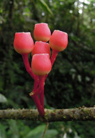Medinilla venusta, infructescence, Cameron Highlands, Malaysia