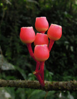 Medinilla venusta, red cup shaped berries, Cameron Highlands, Malaysia
