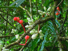 Medinilla venusta, white flowers and red berry fruits, Cameron Highlands, Malaysia