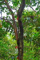 Medinilla waterhousei, cauliflorous inflorescences arising from the climbing stem along a tree trunk, Taveuni, Fiji