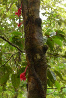 Medinilla waterhousei, cauliflorous inflorescences arising from the one cm thick climbing stem along a tree trunk, Taveuni, Fiji