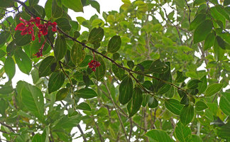 Medinilla waterhousei, flowering branch exhibiting anisophylly, Taveuni, Fiji