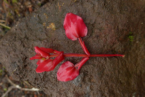 Medinilla waterhousei, inflorescence fragment with red bracts and winged peduncles, Taveuni, Fiji