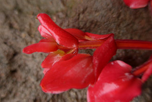 Medinilla waterhousei, inflorescence fragment with red bracts and winged quadrangular peduncles, Taveuni, Fiji