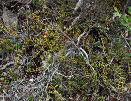 Mediocalcar pygmaeum carpeting the soil at the base of shrubs and a flower of Dendrobium subclausum, Anggi Lakes, 2300 m asl, Arfak Mts, West Papua