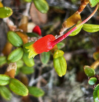 Mediocalcar pygmaeum, flower, Anggi Lakes, 2300 m asl, Arfak Mts, West Papua