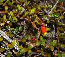 Mediocalcar pygmaeum, leafy stems and flower, Anggi Lakes, 2300 m asl, Arfak Mts, West Papua