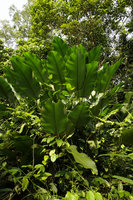 Megaphrynium macrostachyum, leaf blades still erect at early morning, Campo, Cameroun