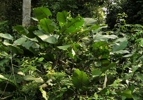 Megaphrynium macrostachyum, leaves, Campo, Cameroun