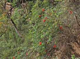 Melaleuca hypericifolia in its cliff habitat, Wentworth falls, NSW, Australia