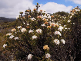 Melaleuca squamea flowering shrub in wet heathland, Cradle Mountain, Tasmania