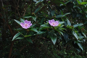 Melastoma candidum, Hong Kong
