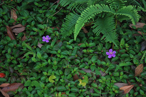 Melastoma dodecandrum, Hong Kong