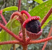 Melastoma sp., berry like circumscissile dehiscent capsular fruit revealing the seeds embedded in blackish pulp, Malagufuk, Sorong, West Papua