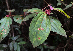 Melastoma sp., flower and bending maturing fruits, Malagufuk, Sorong, West Papua
