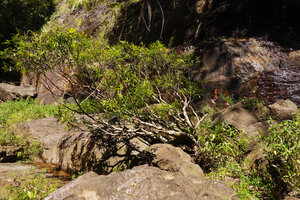 Memecylon rivulare, a characteristic rheophytic much branched shrub with narrow shiny leaves, Manna Kathi Falls, Kitulgala, Sri Lanka
