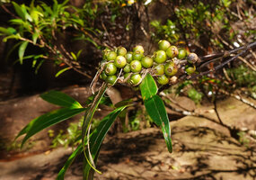 Memecylon rivulare, maturing fruits, Manna Kathi Falls, Kitulgala, Sri Lanka