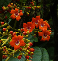 Meriania hernandi, flower buds and flowers at anthesis, Sarayacu, Napo, Ecuador