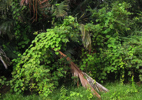 Merremia peltata climbing on trees and shrubs at a forest edge, Redang, Malaysia