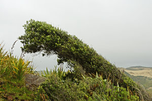 Metrosideros excelsa shaped through anemomorphosis on the sea coast, Waipoua, New Zealand
