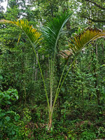 Metroxylon salomonense, young individual in swamp forest, New Georgia, Solomon Islands