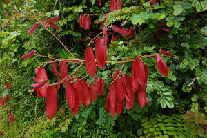 Mezoneuron (syn. Caesalpinia) latisiliquum, maturing bright red pods, Sukau, Kinabatangan, Sabah, Borneo