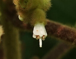 Miconia hookeriana, flower at anthesis, Penang Hill, Malaysia