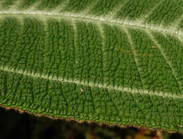Miconia hookeriana, strongly bullate leaf surface, Penang Hill, Malaysia
