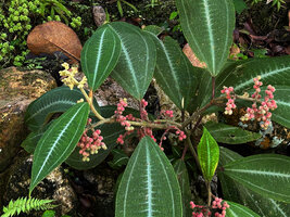 Miconia hookeriana, terminal and axillary inflorescences with maturing berries, Penang Hill, Malaysia