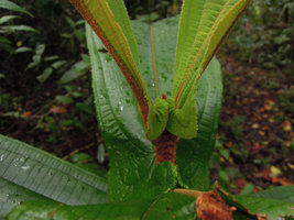 Miconia impetiolaris var. pandurifolia, auriculate base of young leaves creating ant domatia, Inkaterra, Madre de Dios, Peru