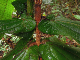 Miconia impetiolaris var. pandurifolia, auriculate recurved base of leaves creating ant domatia, Inkaterra, Madre de Dios, Peru