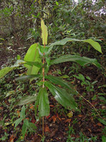 Miconia impetiolaris var. pandurifolia, habit, Inkaterra, Madre de Dios, Peru