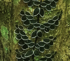 Micrechites serpyllifolius, silver edged leaves, Danum Valley, Sabah, Borneo