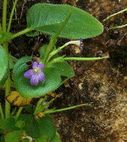 Microchirita caerulea, crested inflorescence emerging from partly fused involucral bracts Pacitan, Java