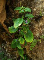 Microchirita caerulea, flowering individual with inflorescences emerging from involucral bracts, Pacitan, Java