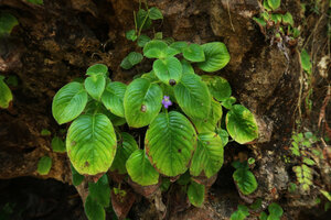 Microchirita caerulea, flowering on vertical limestone shaded rocks, Pacitan, Java